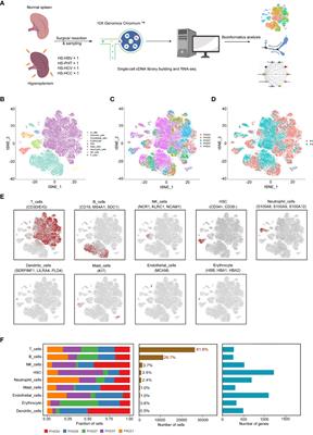 Single-cell RNA Sequencing Analysis Reveals New <mark class="highlighted">Immune Disorder</mark> Complexities in Hypersplenism